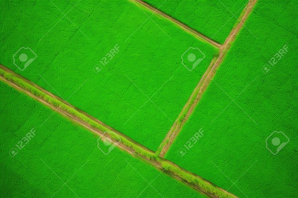 Image aérienne de la belle rizière verte et des allées en Thaïlande.
