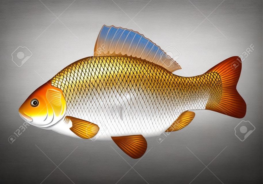 Realistic crucian carp, illustration with transparent objects, isolated