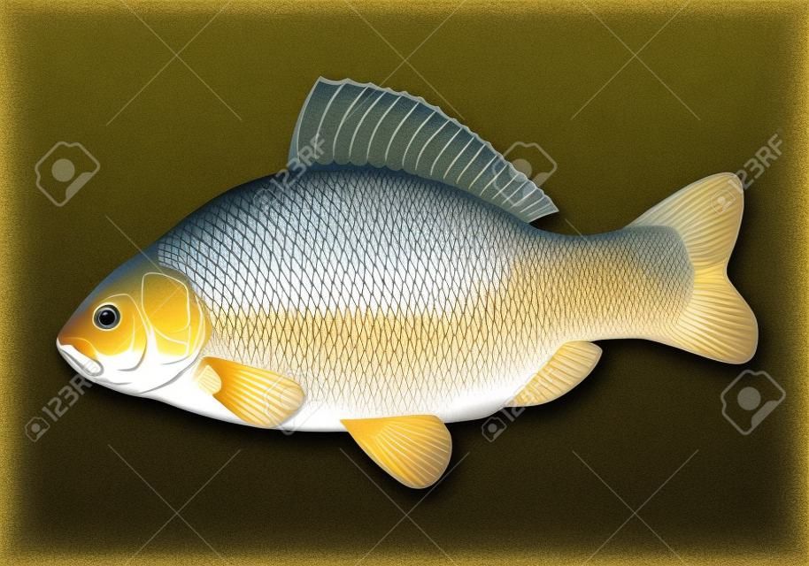 Realistic crucian carp, illustration with transparent objects, isolated