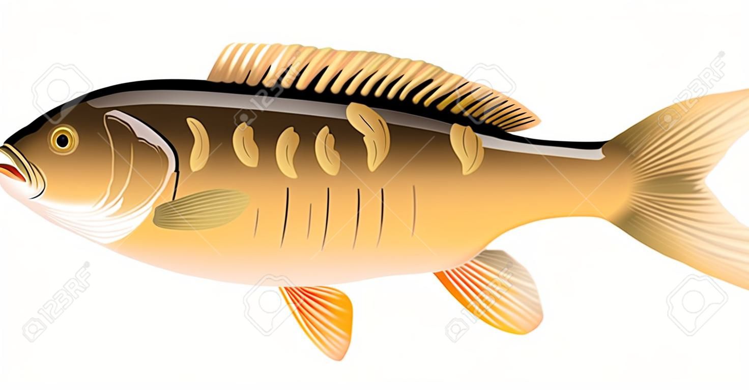 Mirror carp fish isolated illustration