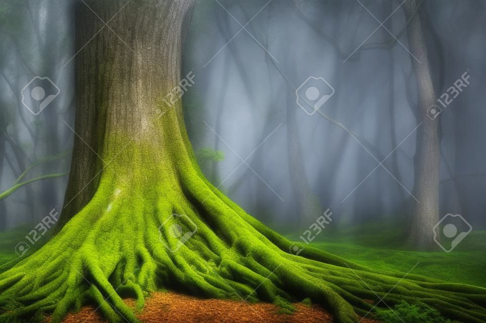 큰 오래 된 나무