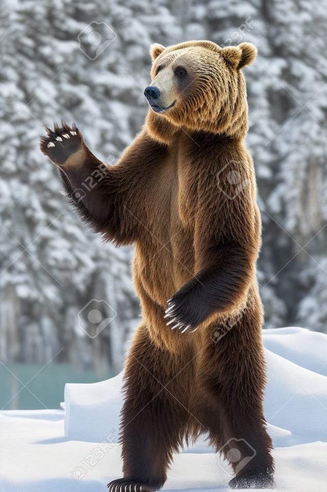 Brown bear standing up and saying hello