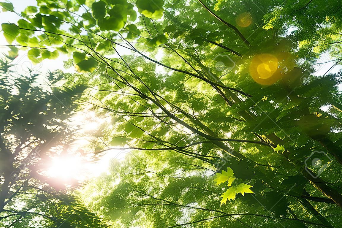foresta del sole