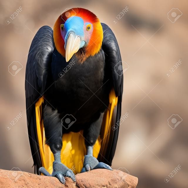 Le condor de Californie, un oiseau important pour de nombreux groupes amérindiens de Californie, est au bras du dresseur. Oiseaux dressés. Portrait vertical gros plan