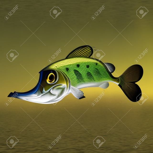 Pike pesce di fiume predatore