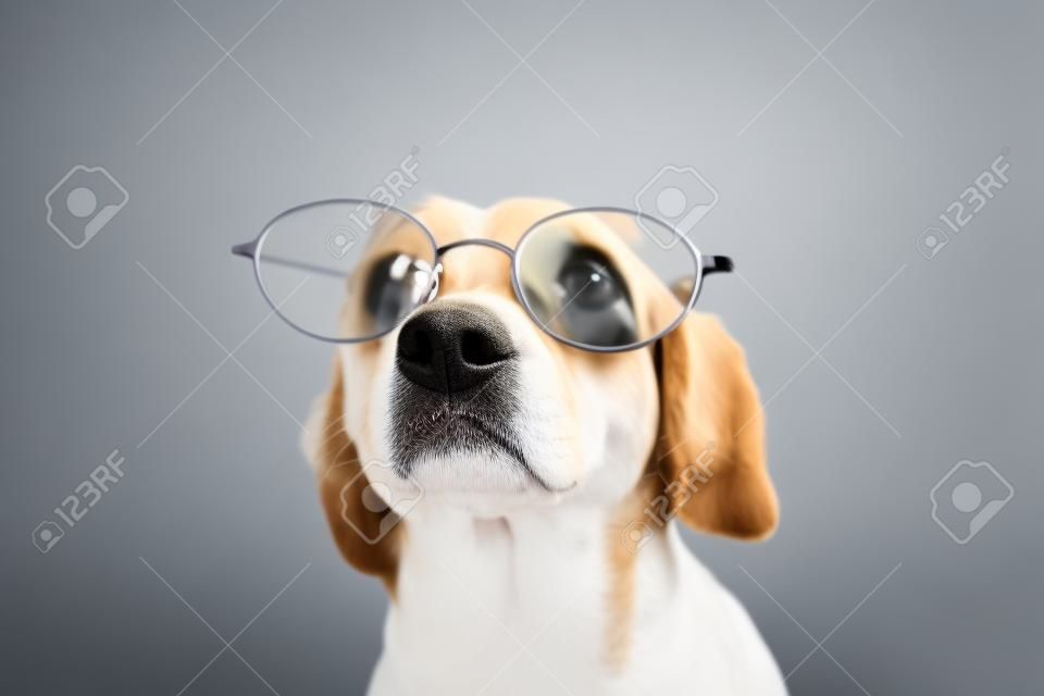 Slimme en getrainde hond met bril op de neus