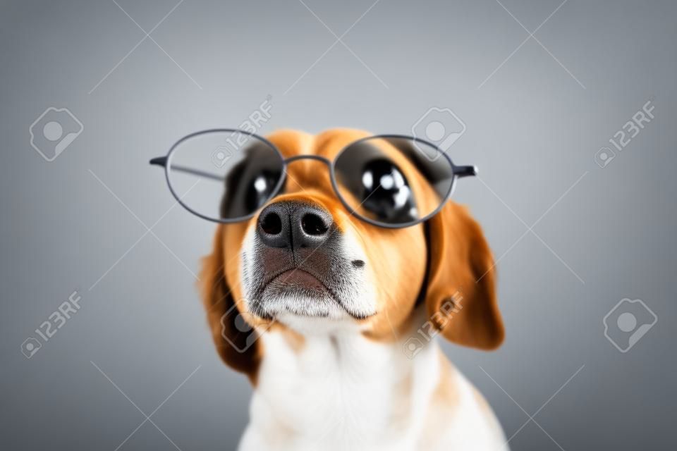 Slimme en getrainde hond met bril op de neus