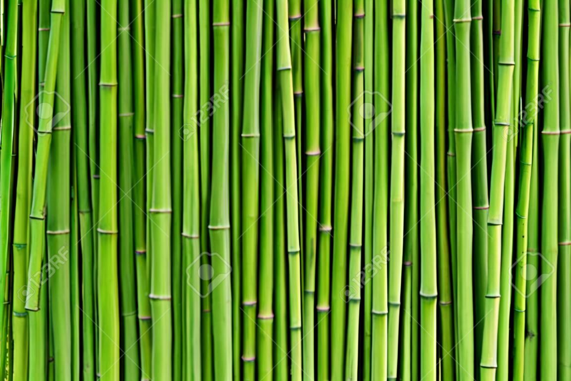 grün Bambuszaun Hintergrund