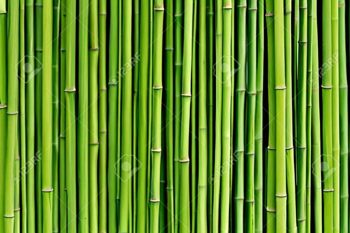 zielony bambusowy płot w tle