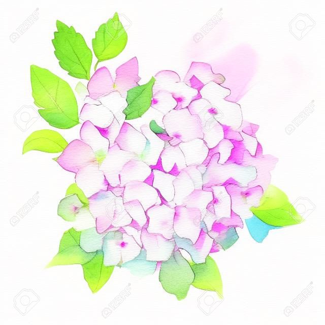 Pink Hydrangea flowers surrounded by green foliage. Floral Hand-drawn watercolor summer illustration. Wild spring leaf wildflower Aquarelle. Natural botanical sketch isolated on white background