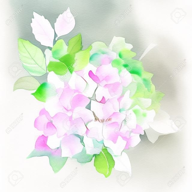 Pink Hydrangea flowers surrounded by green foliage. Floral Hand-drawn watercolor summer illustration. Wild spring leaf wildflower Aquarelle. Natural botanical sketch isolated on white background