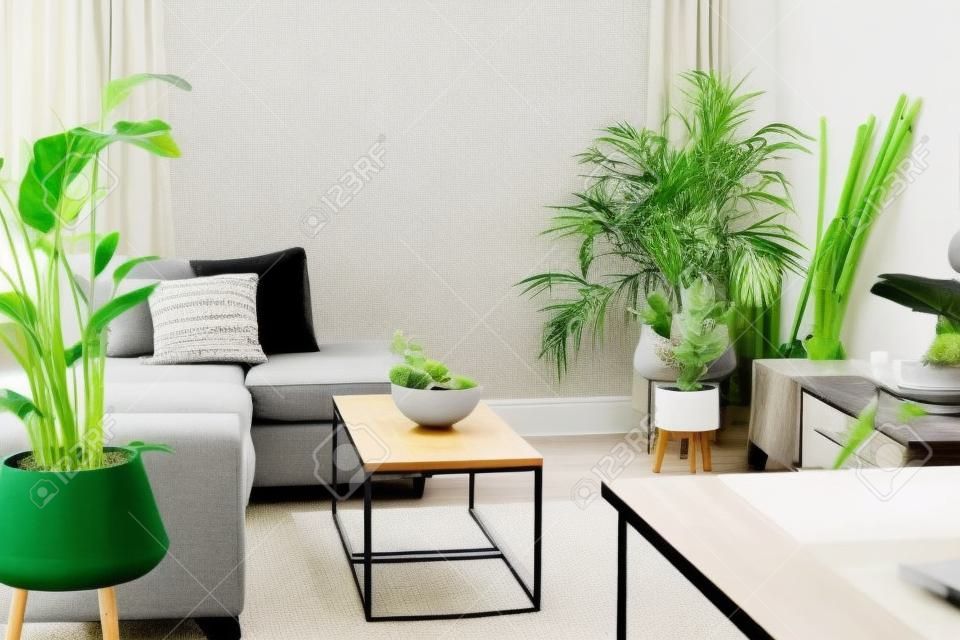 Interior escandinavo elegante y moderno de sala de estar de espacio abierto con cuenco de bambú con frutas en la mesa de café, cojines de sofá gris y muchas plantas verdes, diseño interior de casa de espacio abierto