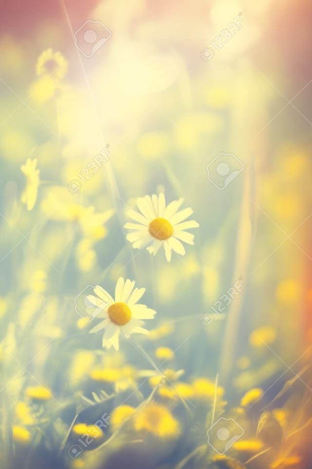 Flower field on a Sunny day. Field chamomile among the grass. Bokeh, retro look. Selective, soft focus.