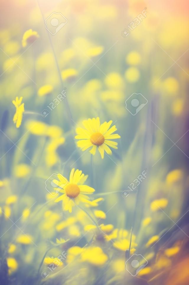 Flower field on a Sunny day. Field chamomile among the grass. Bokeh, retro look. Selective, soft focus.
