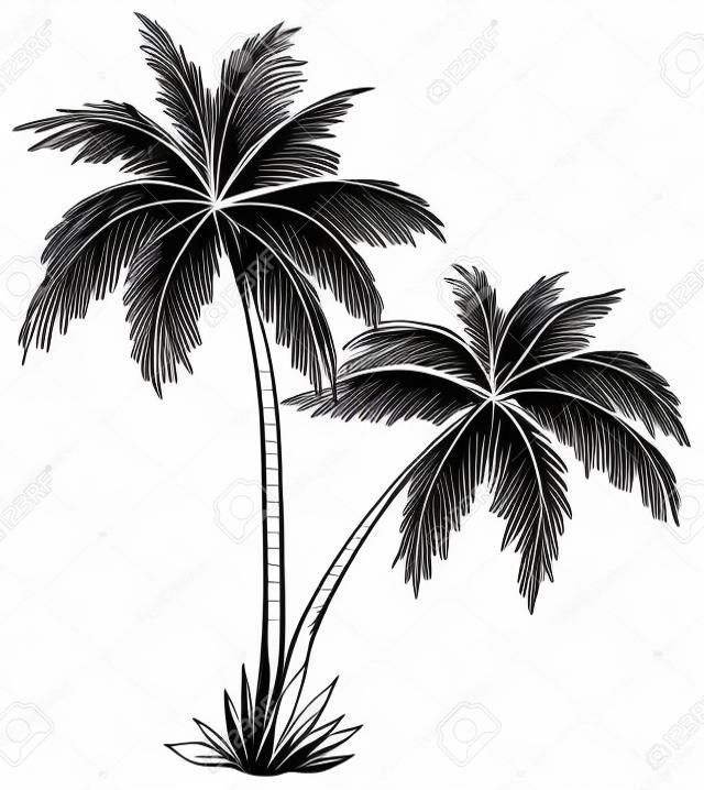 Vector, palmbomen met bladeren, monochrome contouren op witte achtergrond