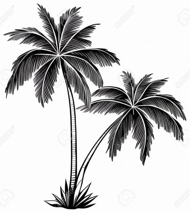 Vector, palmbomen met bladeren, monochrome contouren op witte achtergrond