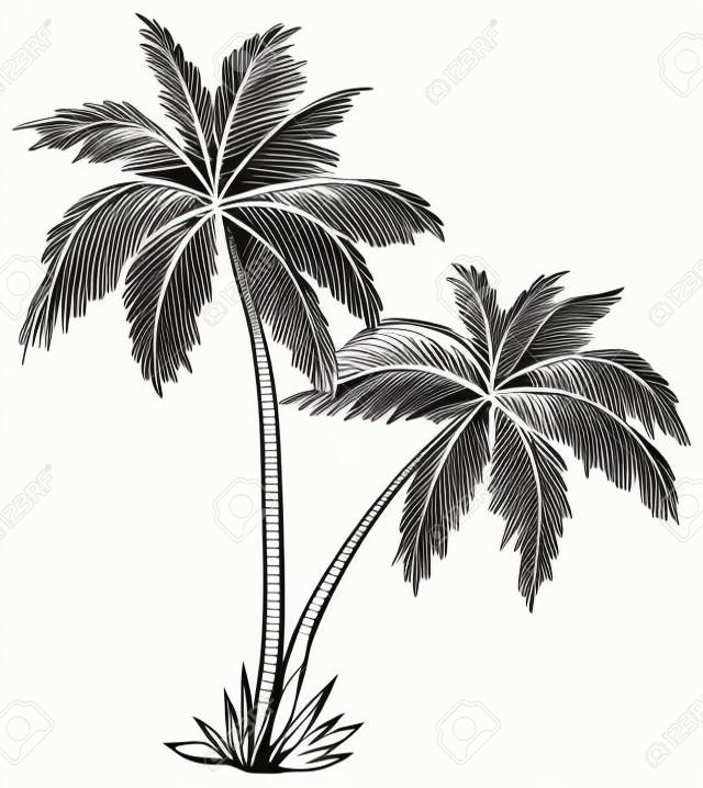 Vektor, pálmafák levelei, fekete-fehér kontúrok, fehér, háttér