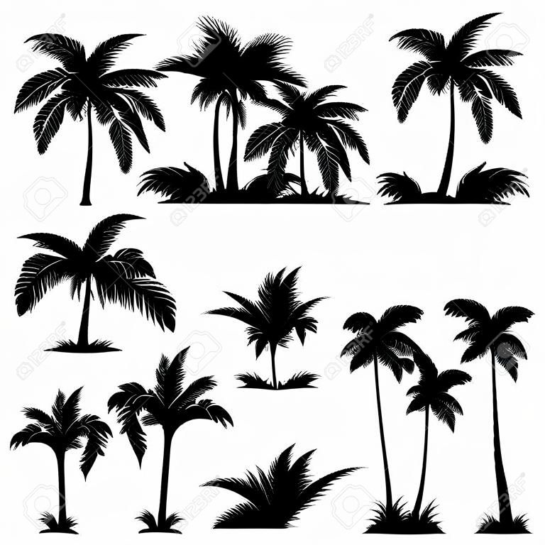 Definir palmeiras tropicais com folhas, plantas maduras e jovens, silhuetas pretas isoladas no fundo branco Vetor