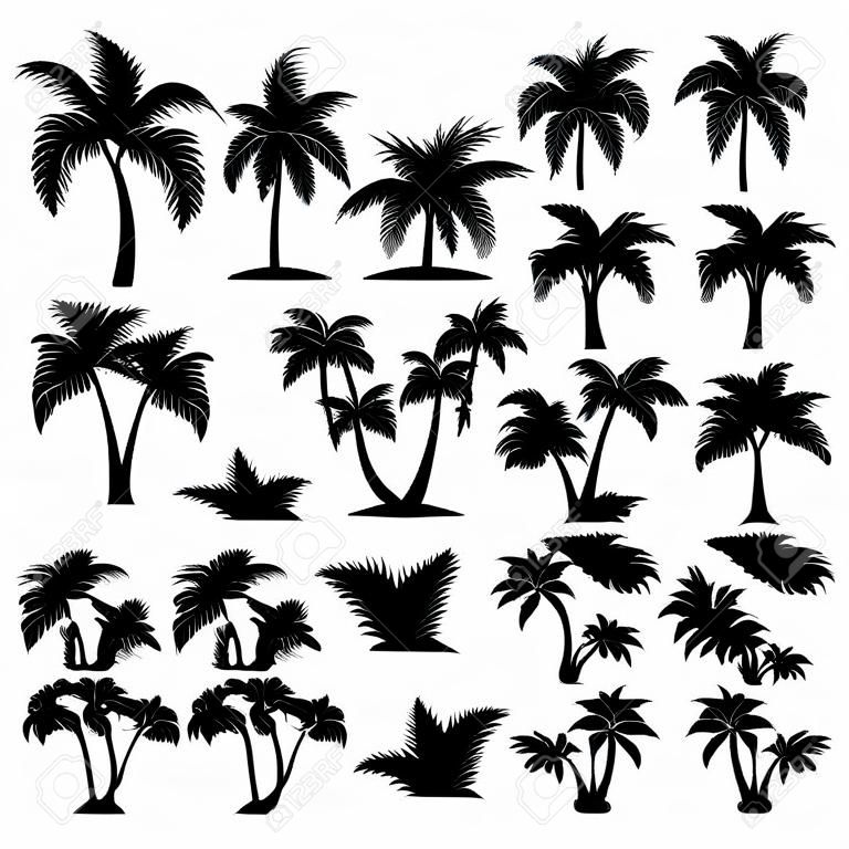 设置热带棕榈树成熟的叶子和年轻的植物黑色剪影白色背景向量隔离