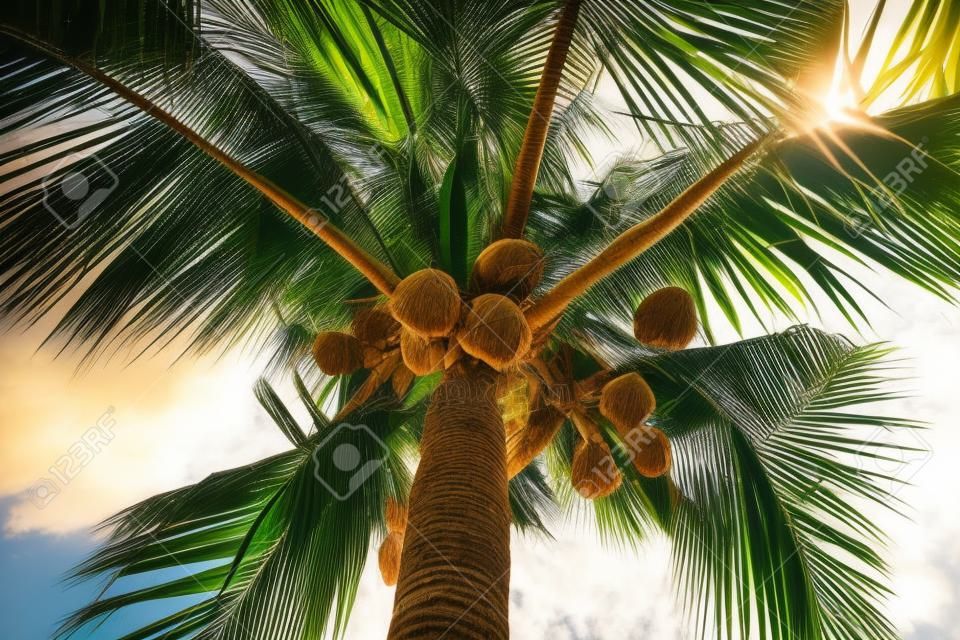 ココナッツ椰子の木のクローズ アップ