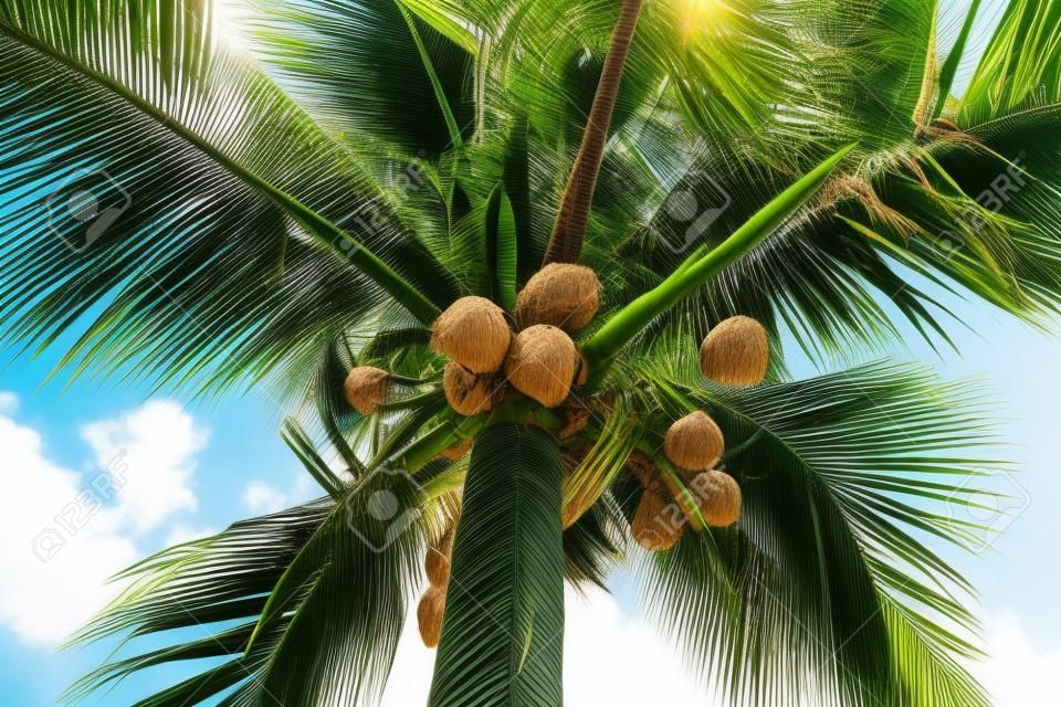 Zbliżenie palmy kokosowej drzewa