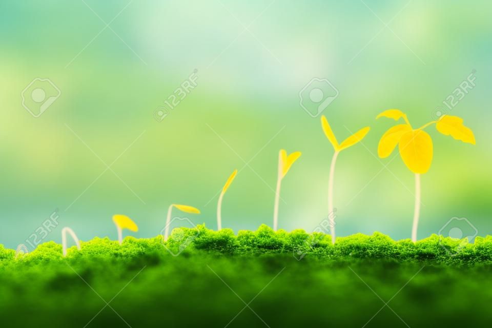 Growth of new life on  background