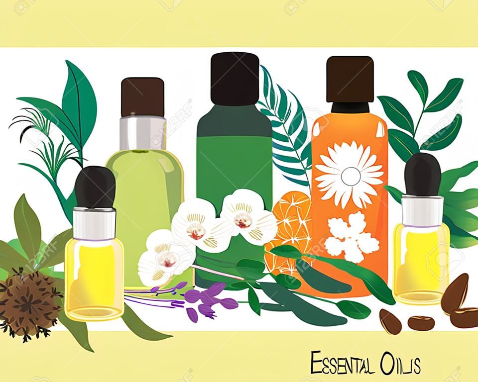 Conjunto de ilustração vetorial de óleos essenciais Aromatherapy