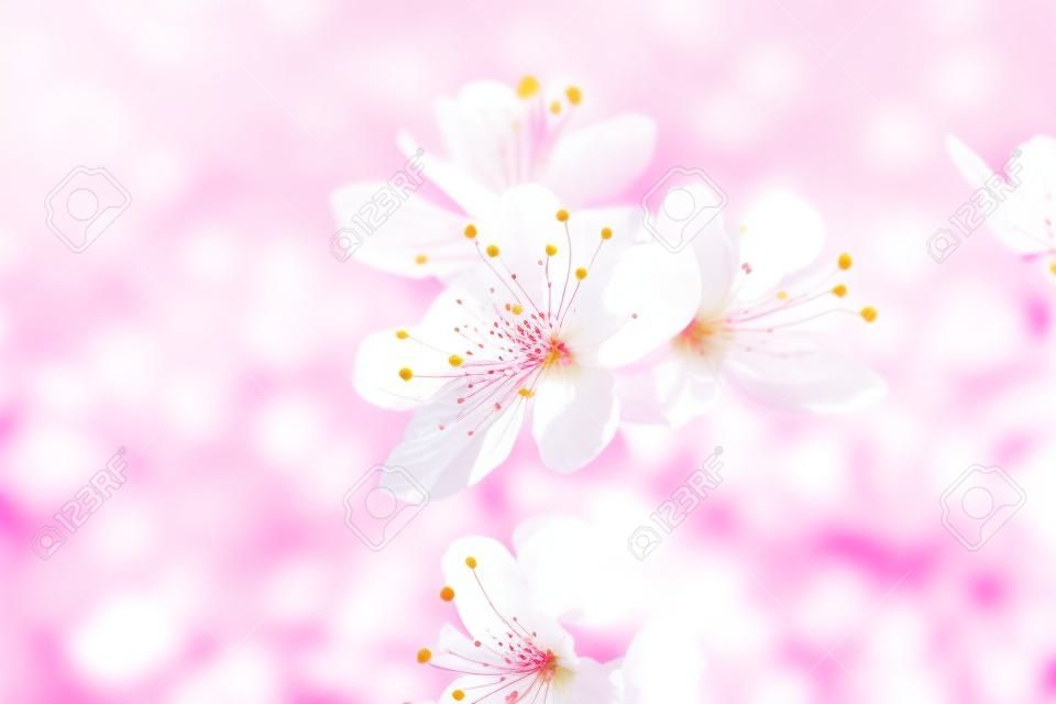 Rosa Sakura-Blume blüht in der Frühjahrssaison. Vintage süße Kirschblüte weicher Ton Textur Hintergrund.