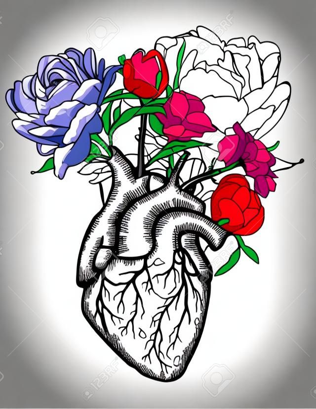 drawing Human heart with flowers background. vector