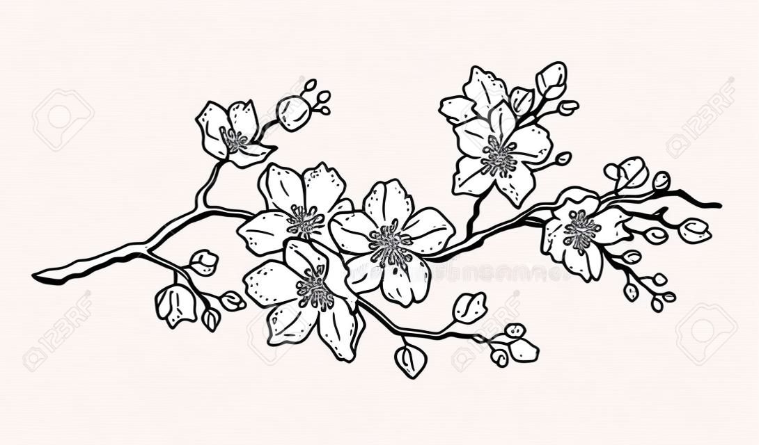 Cherry bloem bloesem, botanische kunst. Lente amandel, sakura, appelboom tak, hand tekenen doodle vector illustratie. Leuke zwarte inkt kunst, geïsoleerd op witte achtergrond. Realistische bloemen bloei schets.