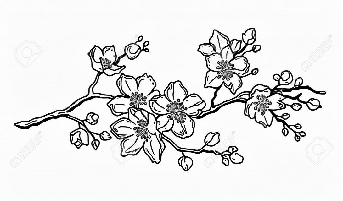 Kirschblütenblüte, botanische Kunst. Frühlingsmandel, Sakura, Apfelbaumzweig, Hand zeichnen Doodle-Vektor-Illustration. Nette schwarze Tintenkunst, lokalisiert auf weißem Hintergrund. Realistische Blumenblütenskizze.