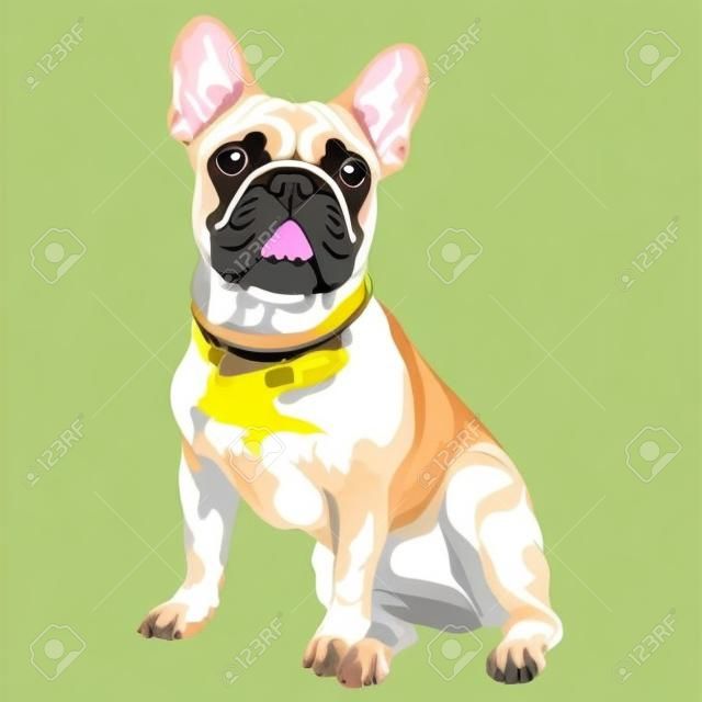 Vector fawn hond Franse Bulldog ras zitten, de meest voorkomende kleur