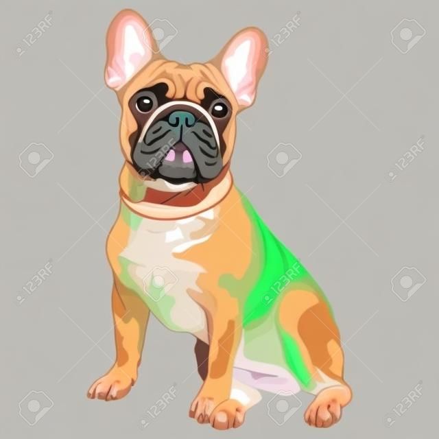 Vector fawn dog French Bulldog breed sitting, the most common colouring