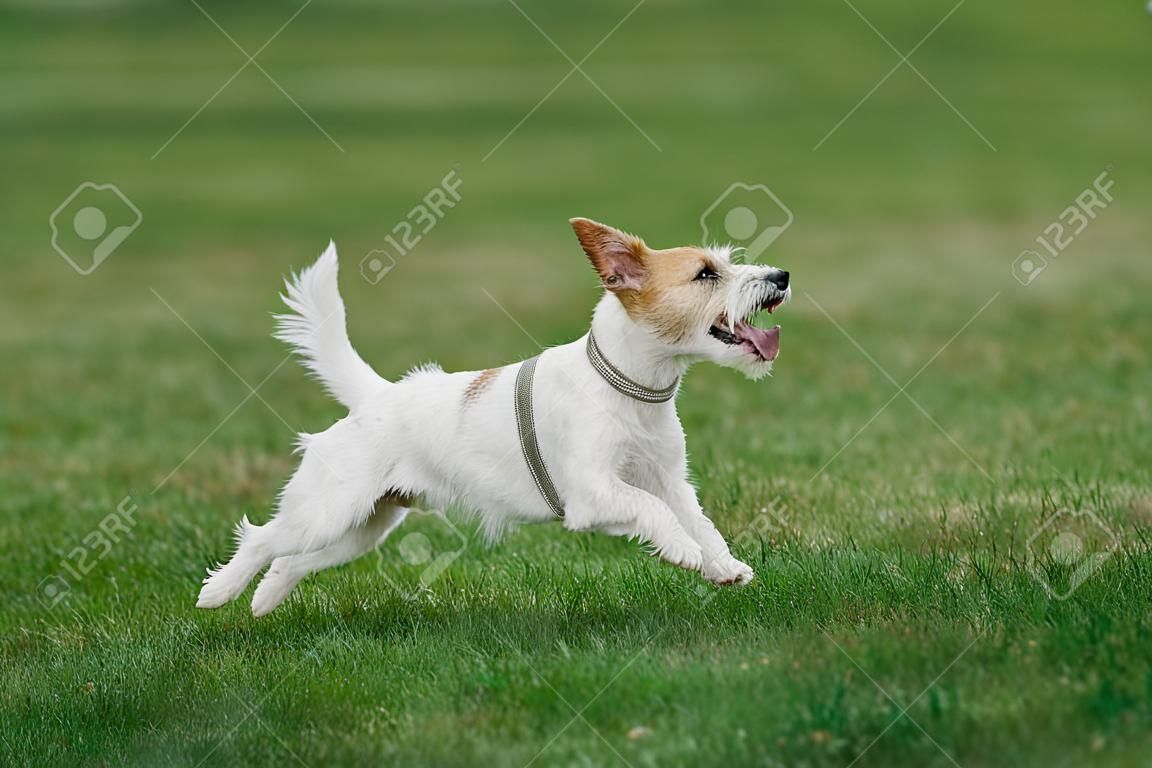 Parson russell terrier gotowy do skoku wysoko, aby złapać latający dysk, letnie zawody sportowe dla psów na świeżym powietrzu
