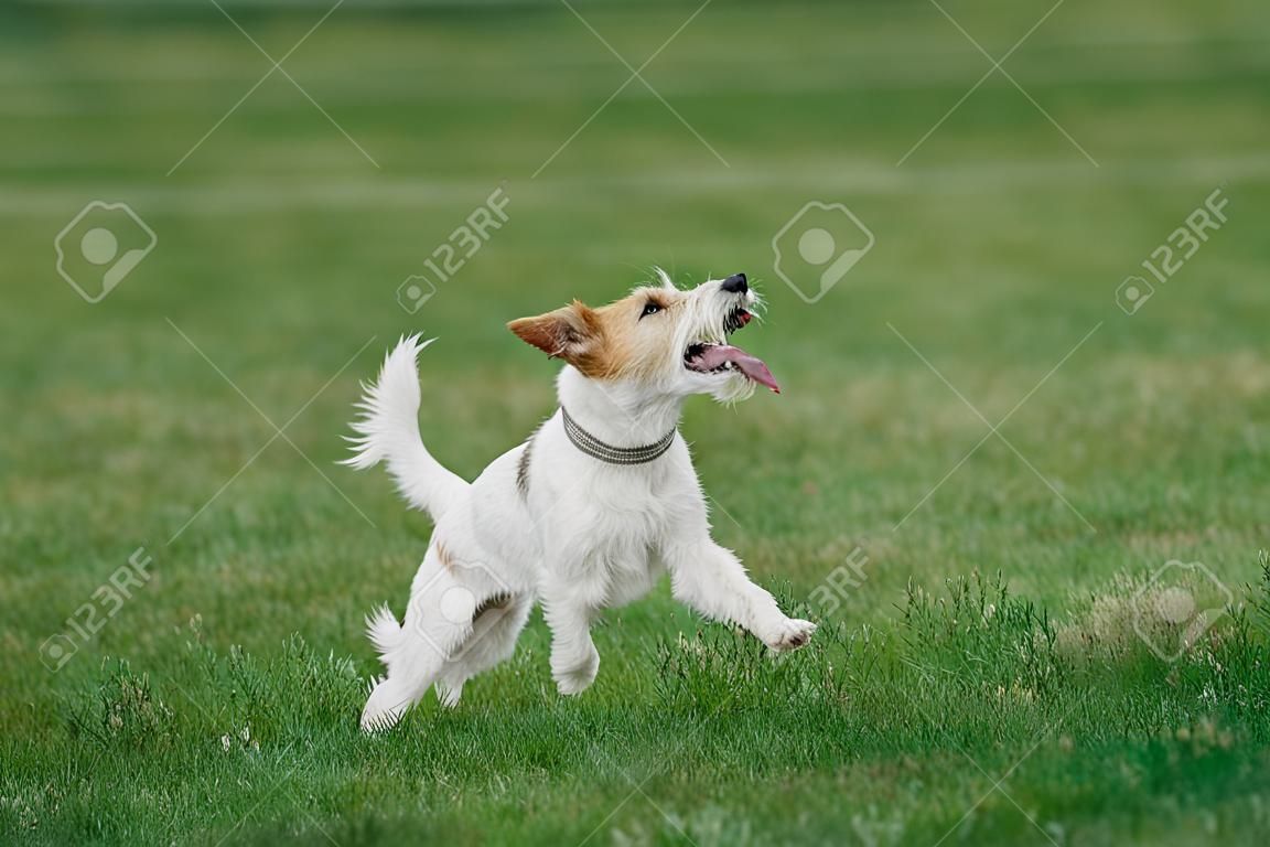 parson russell terrier ready to jump high to catch flying disk, summer outdoors dog sport competition