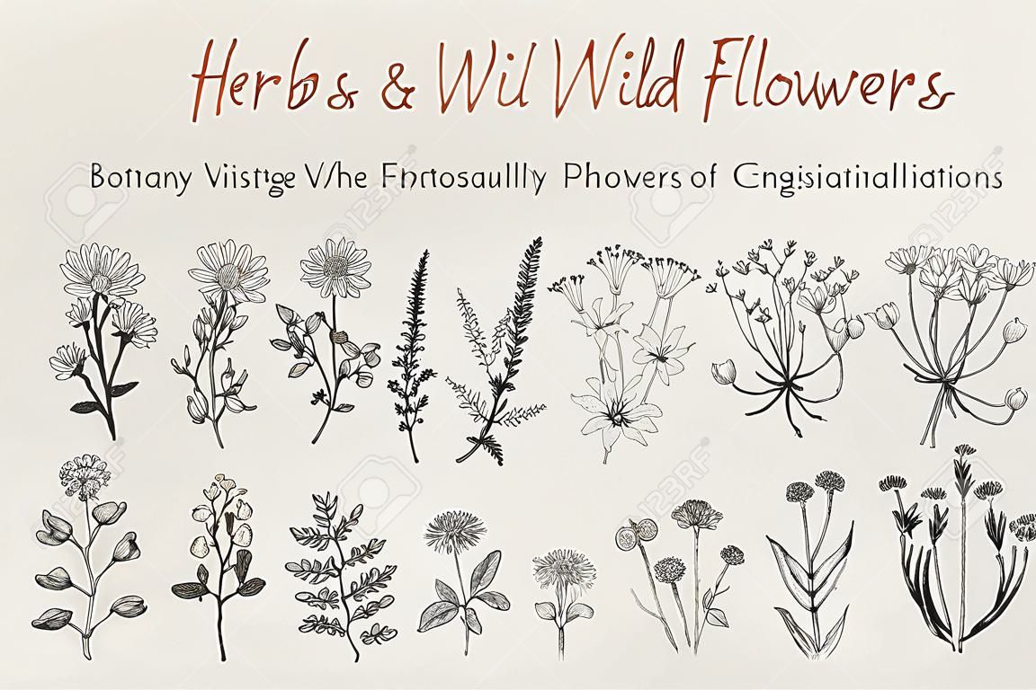 Hierbas y flores silvestres. Botánica. Conjunto. Flores de la vendimia. Ejemplo blanco y negro al estilo de los grabados.