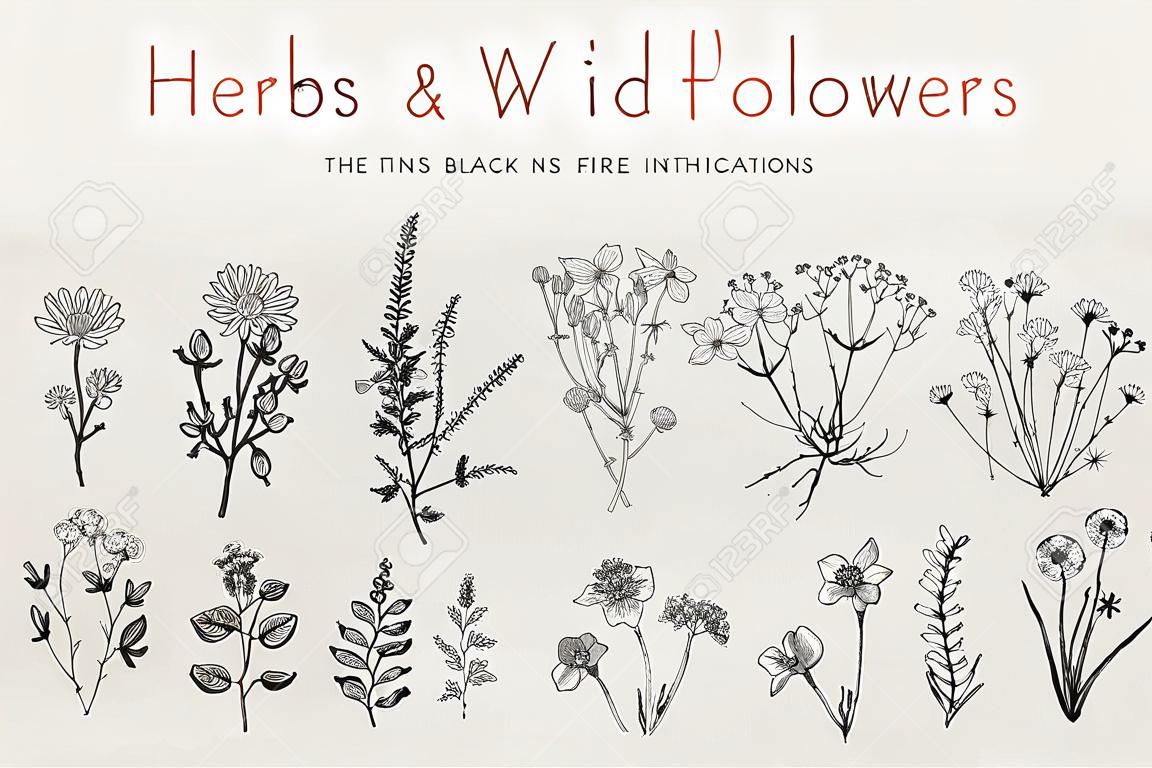 Травы и дикие цветы. Ботаника. Задавать. Урожай цветов. Черно-белые иллюстрации в стиле гравюр.