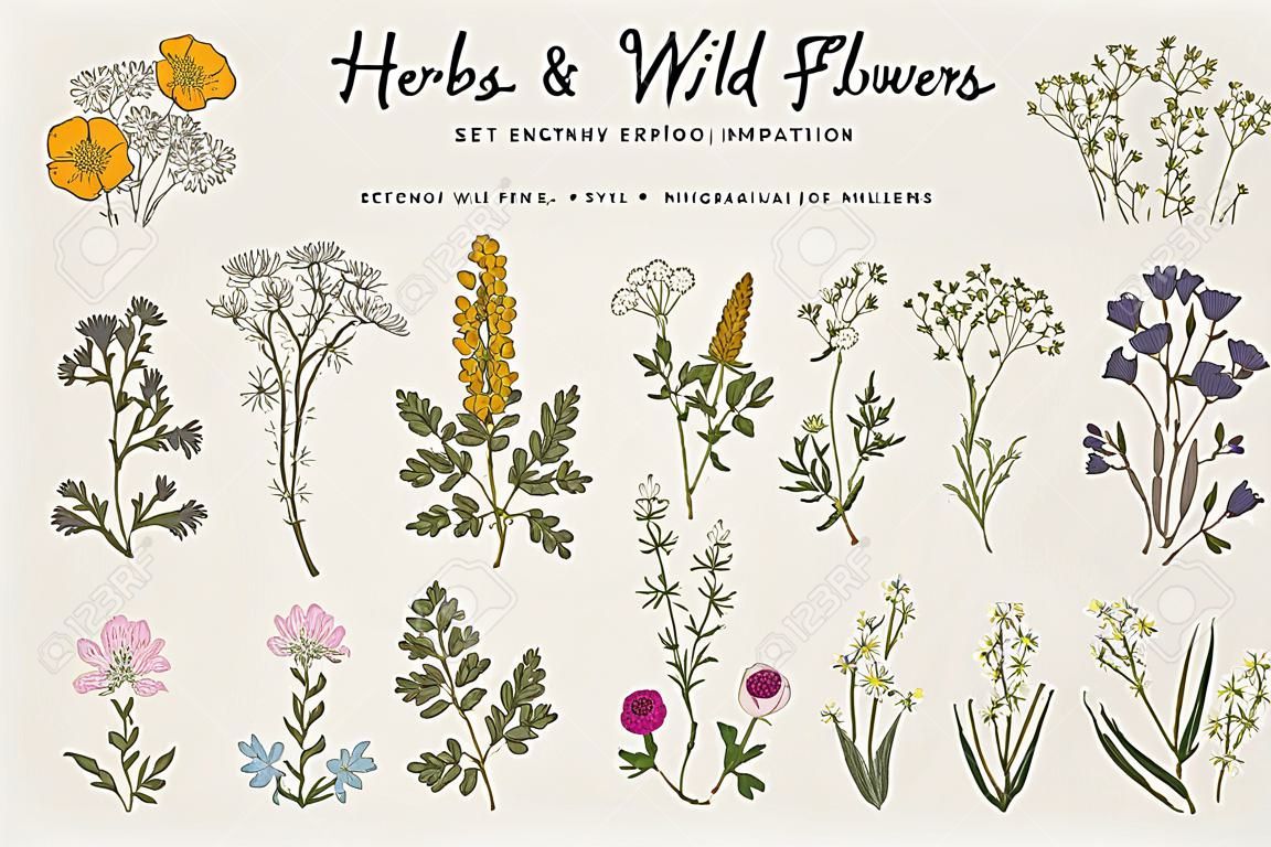Hierbas y flores silvestres. Botánica. Conjunto. Flores de la vendimia. Ilustración colorida en el estilo de los grabados.