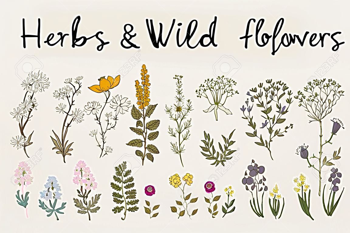 Ervas e flores selvagens. Botânica. Conjunto. Flores vintage. Ilustração colorida no estilo de gravuras.