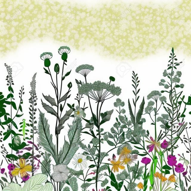 Vector seamless floral. Herbs and wild flowers. Botanical Illustration engraving style. Colorful