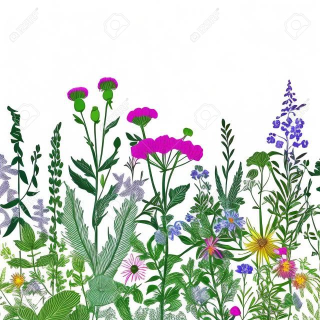 Wektor bez szwu kwiatowy granicy. Zioła i dzikie kwiaty. Ilustracje z roślinami grawerowanie stylu. Kolorowy