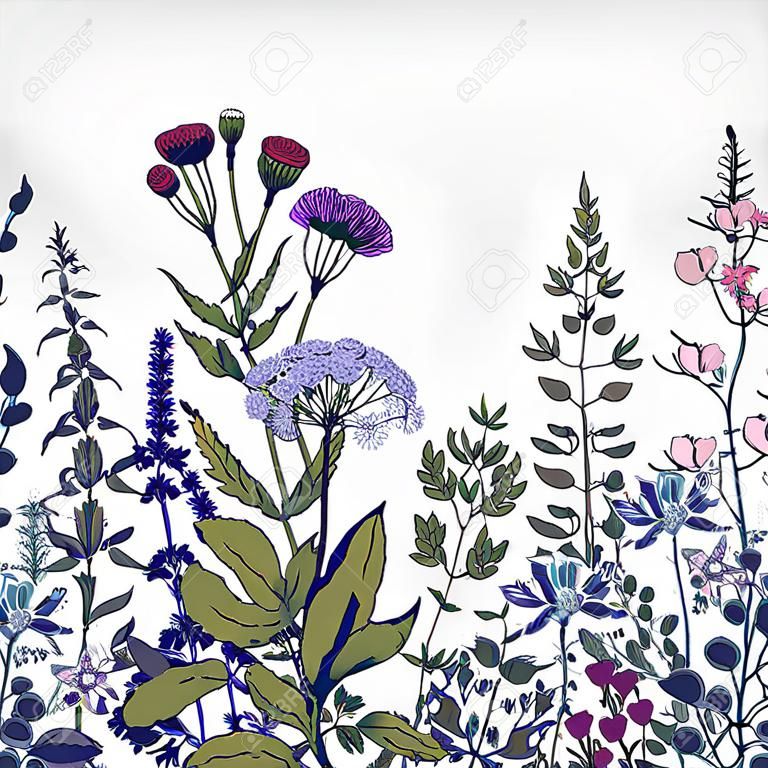 Vector zökkenőmentes virágos határ. Gyógynövények és vadvirágok. Botanikus illusztráció metszet stílusban. Színes