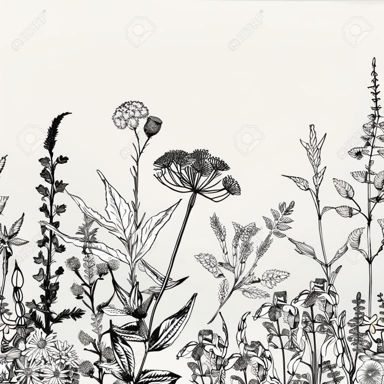 矢量無縫花卉邊框。草藥和野花。植物插圖雕刻風格。黑與白