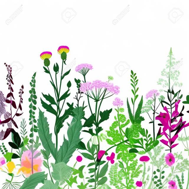 Borda floral sem emenda do vetor. Ervas e flores selvagens. Estilo botânico da gravura da ilustração. Colorido