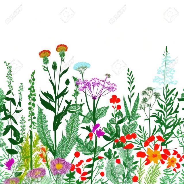 Borda floral sem emenda do vetor. Ervas e flores selvagens. Estilo botânico da gravura da ilustração. Colorido