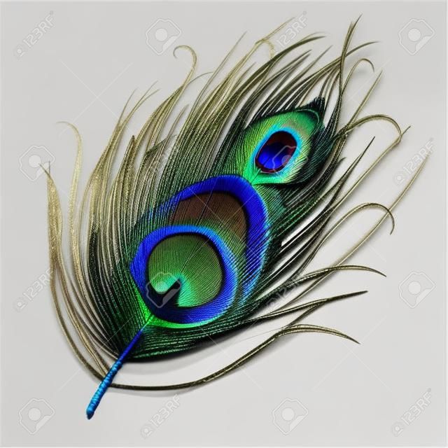 Peacock feather realistic in boho style. Luxury design.