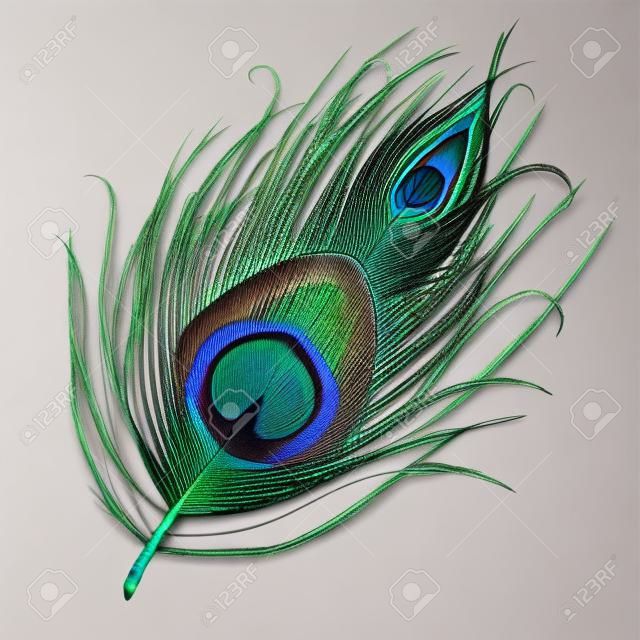 Peacock feather realistic in boho style. Luxury design.