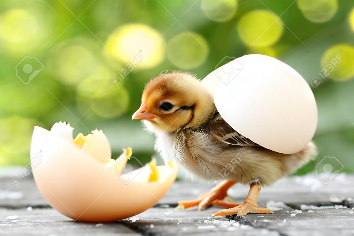 Pollitos pequeños y cáscaras de huevo