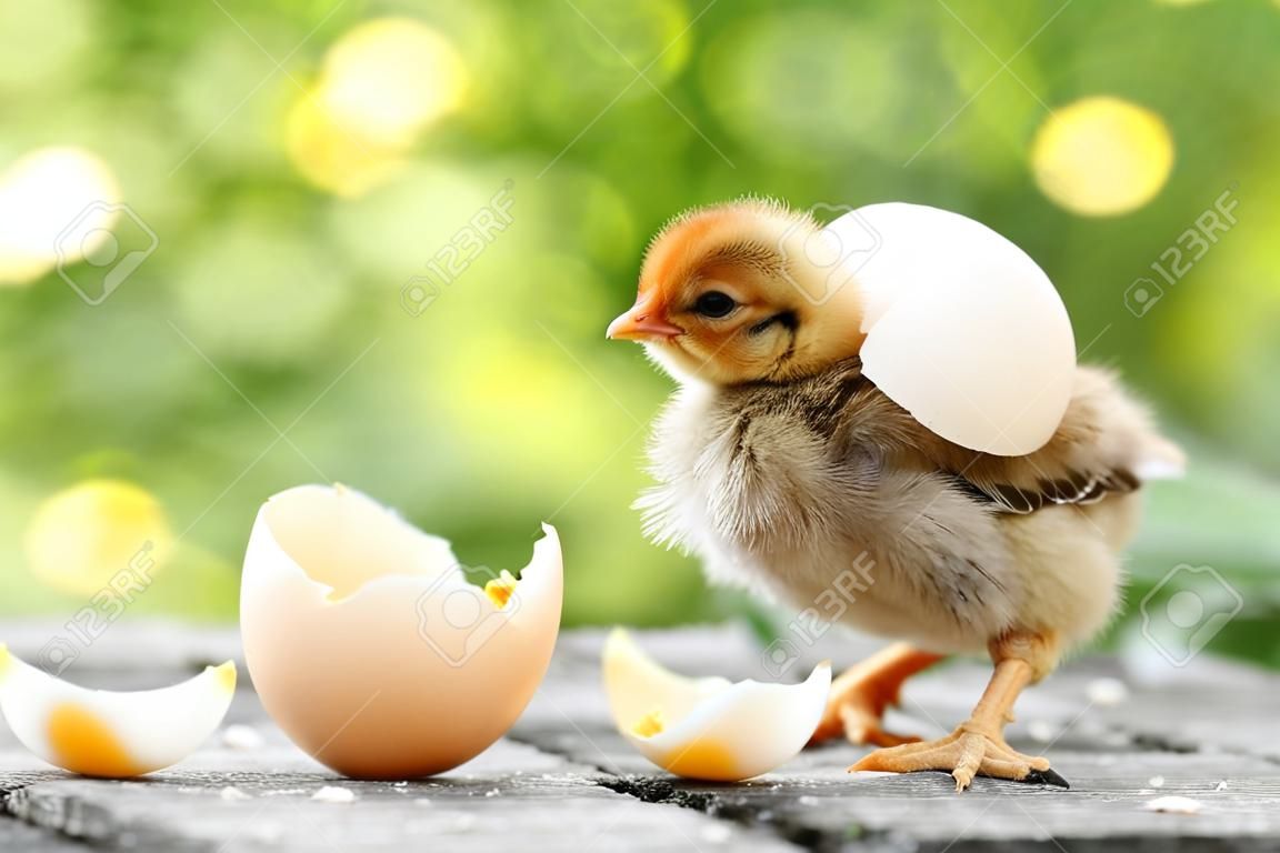 Pollitos pequeños y cáscaras de huevo