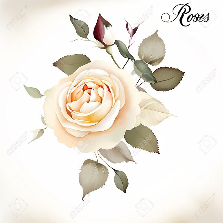 Букет из роз, акварель, могут быть использованы в качестве поздравительной открытки, приглашения карты на свадьбу, день рождения и другой праздник и летом фон. Вектор.